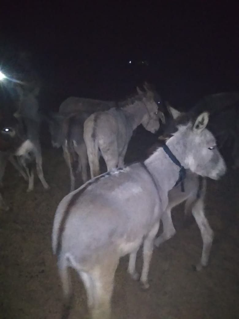 पखवाड़े भर में पंद्रह सौ किमी की खाक छानी, नहीं मिले गुमशुदा गधे