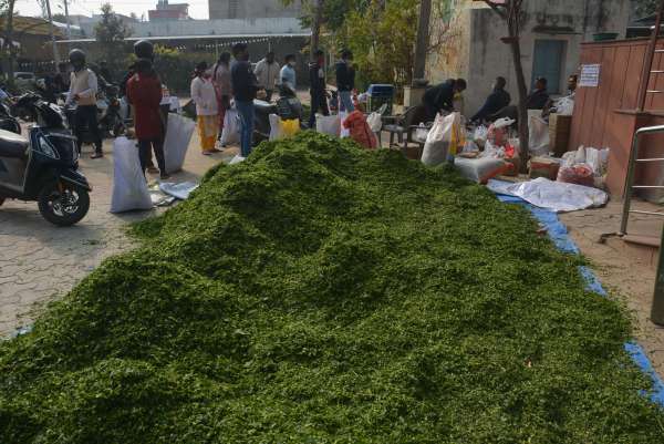 alwar makar sakranti celebration