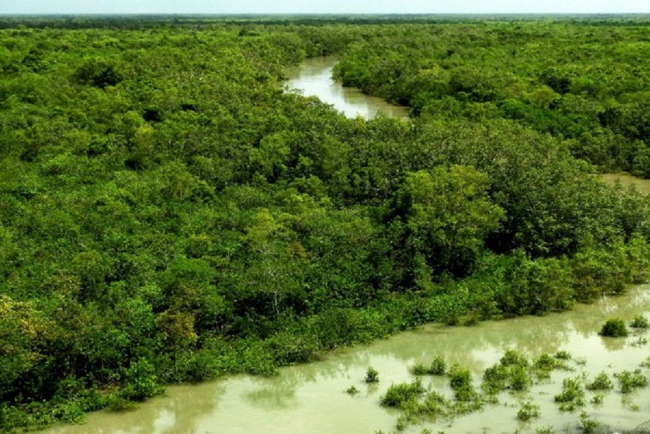 Sundarbans mangrove forest in danger: कोलकाता का सुरक्षा कवच सुन्दरवन मैंग्रोव जंगल पर खतरा