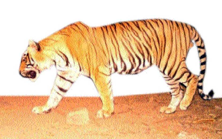 बाघ के हमले में घायल हुए इलाज के लिए नागपुर जा रहे नरसिंहपुर के दंपती