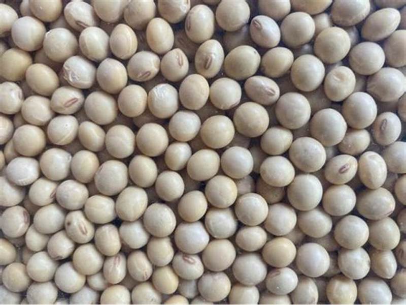 सरसों, रायड़ा, ग्वार-गम में तेजी