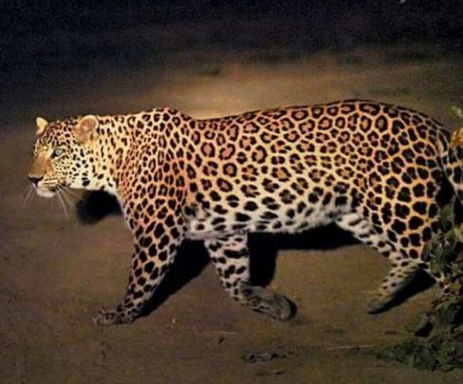 Leopard: एक बार फिर तेंदुए की दहशत