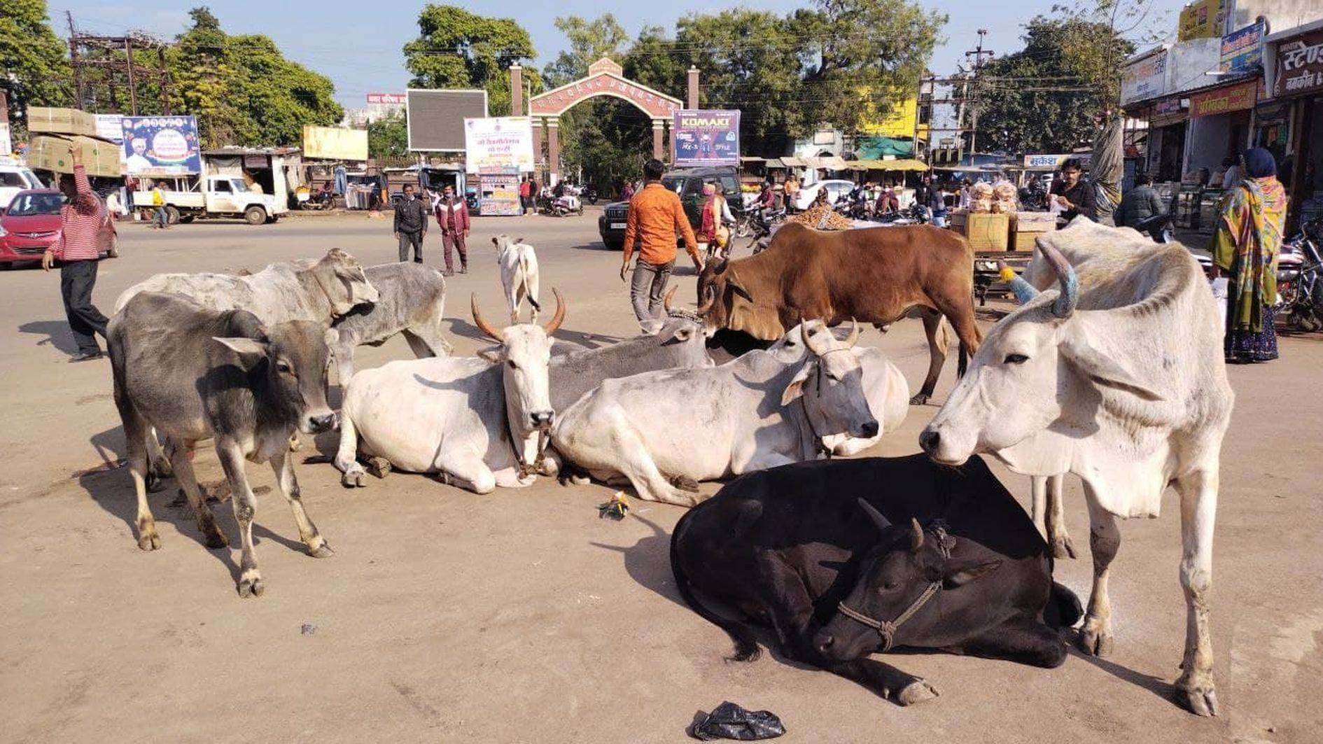 राजनीति का अखाड़ा बनी नगर परिषद, देखे शहर की सफाई व्यवस्था से जुड़े कुछ फोटो…