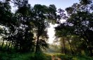Forest of MadhyaPradesh 