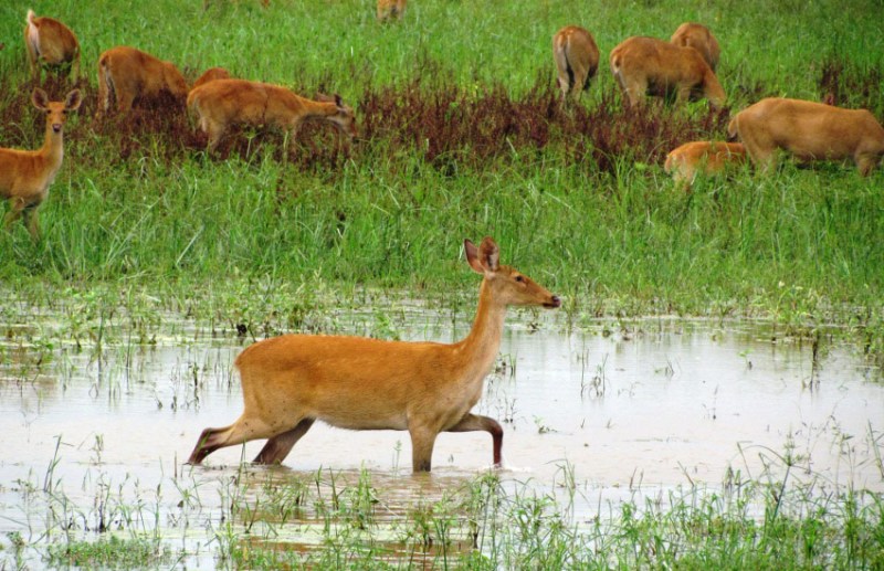 Kaziranga National Park