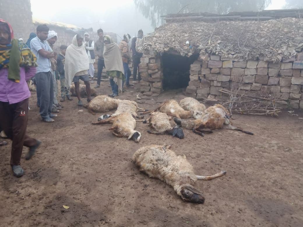 तेंदुए के हमले में 23 भेड़ों की मौत!