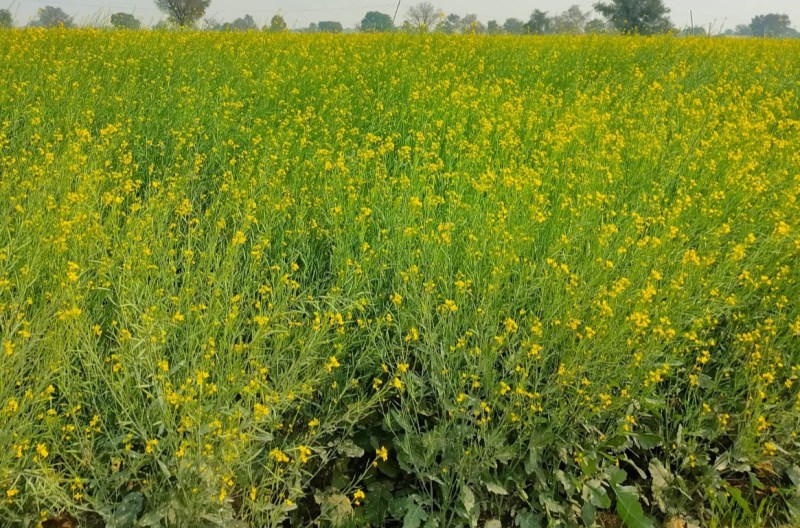 दिन भर चली ठंडी हवाएं और हल्की बरसात