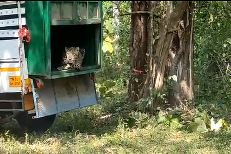 Leopard falls into cage at warehouse in Coimbatore'