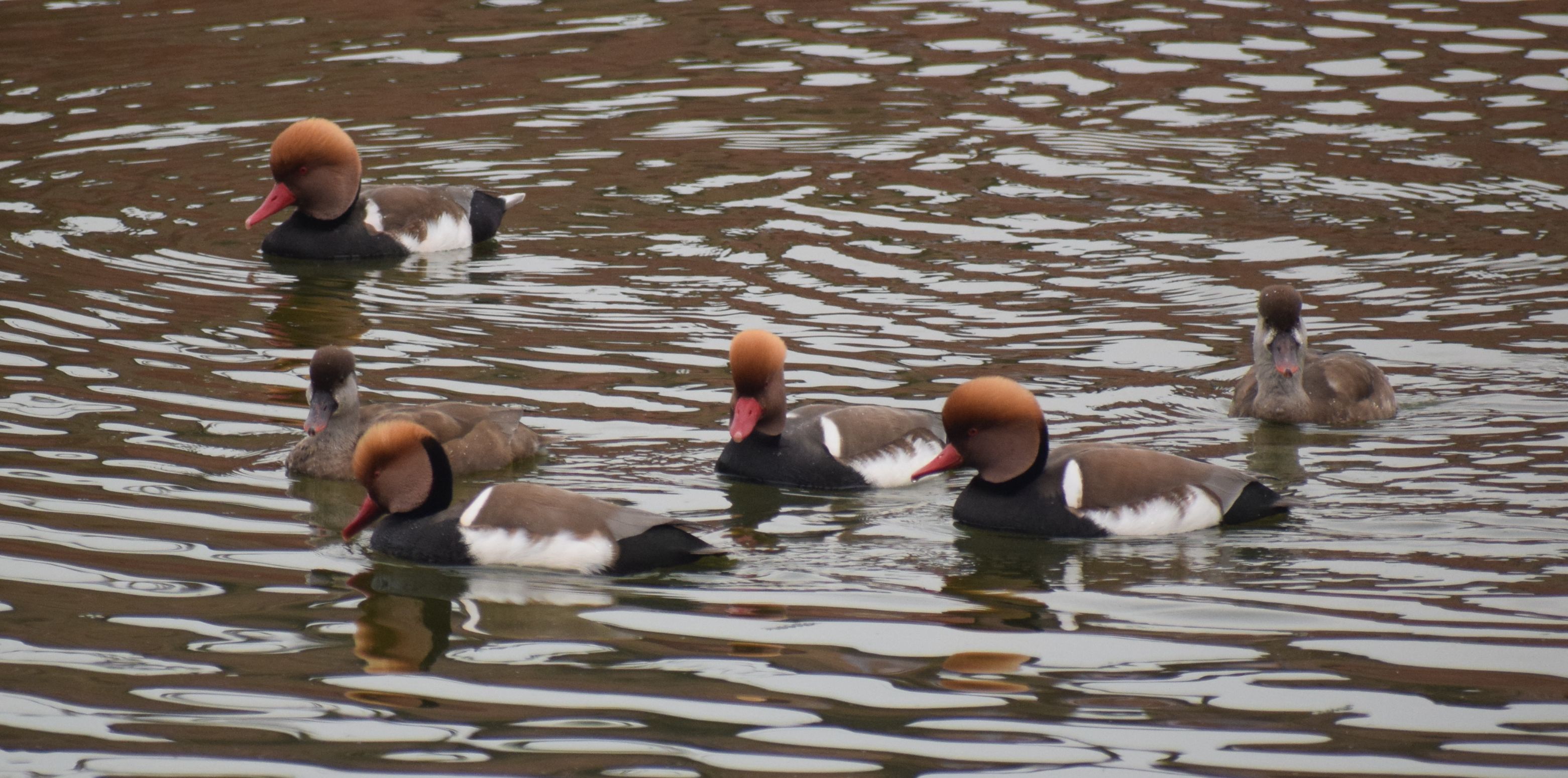 चंबल नदी में रेड क्रेस्टेड पोचार्ड पक्षी