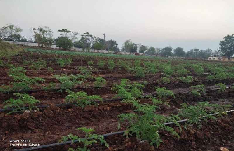 आश्रम में फैली हरियाली