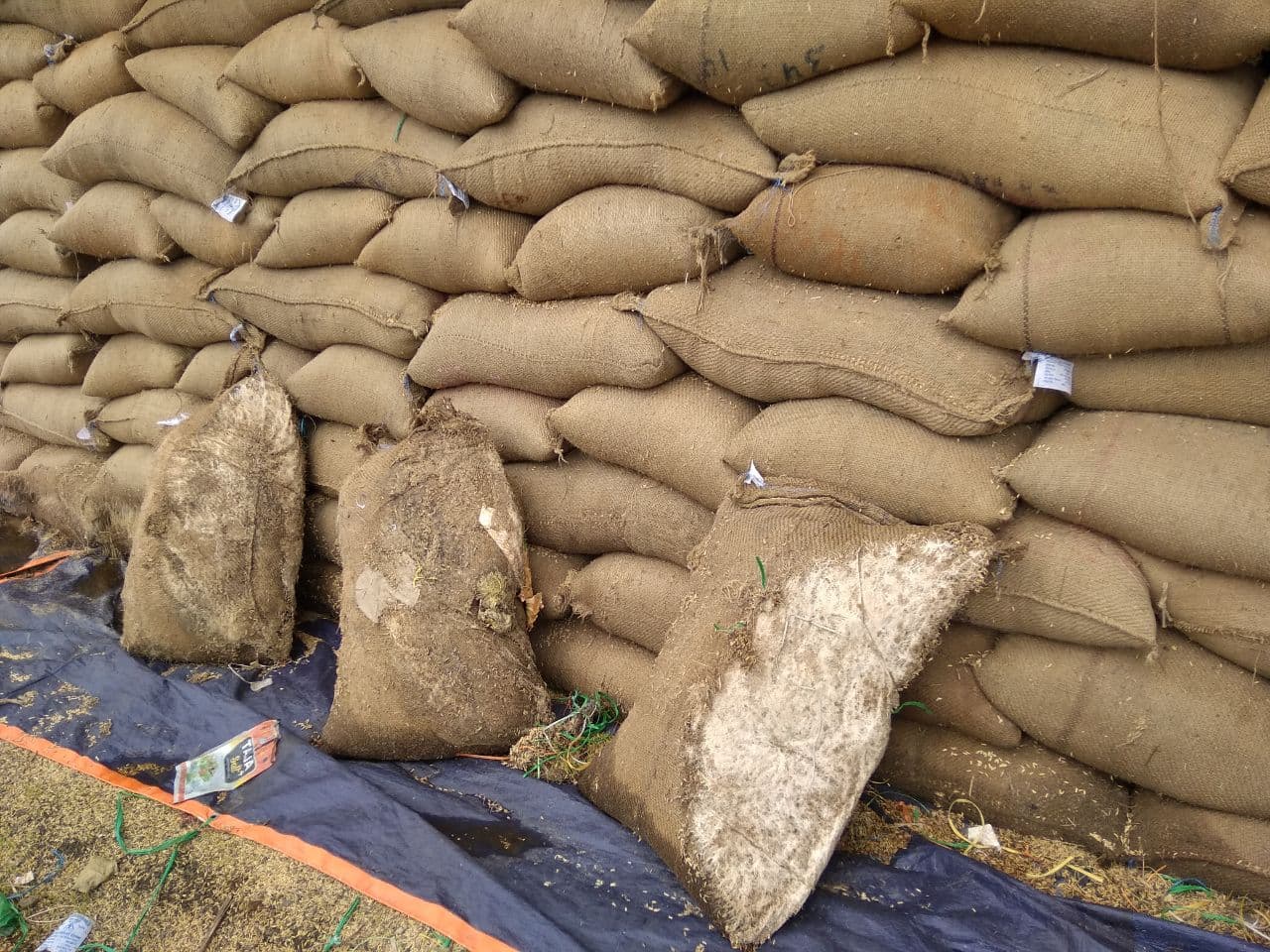 Thousands of quintals of paddy soaked at the procurement centers in th