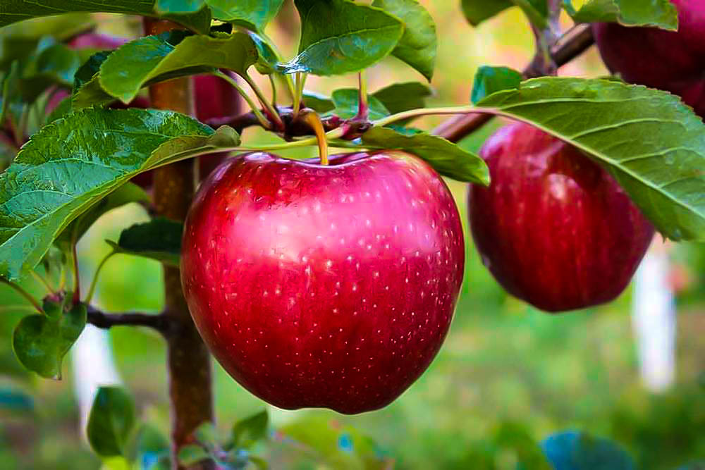 Right Time To Eat Apple And It's Amazing Health Benefits