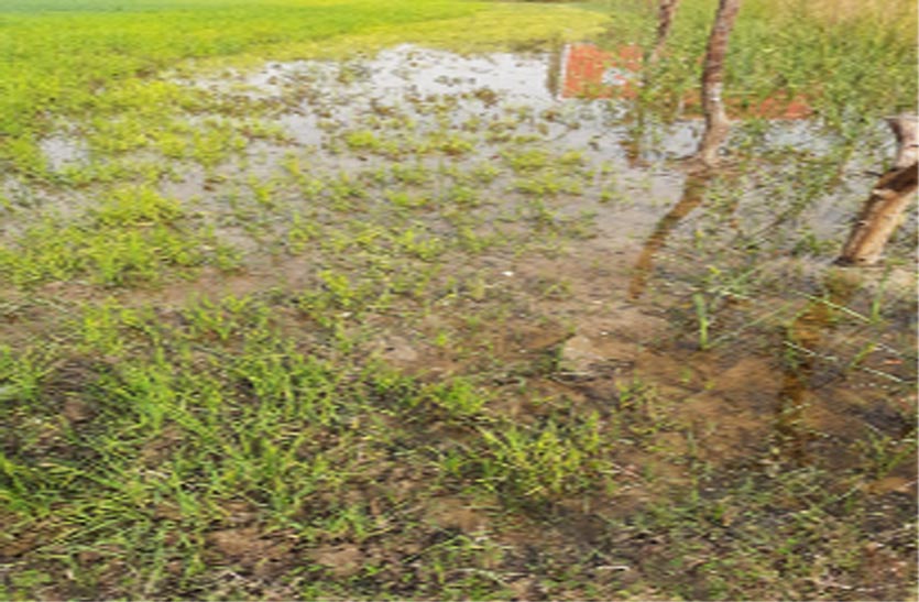 बीसलपुर पाइपलाइन का लीकेज पानी खेतों में भरा