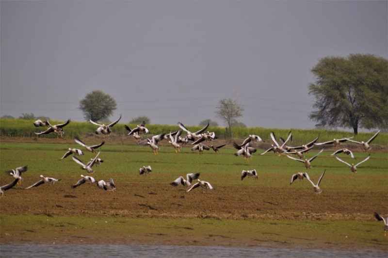 हिमालय को पार कर मोरेल बांध पहुंचे प्रवासी पक्षी बार हेडेड गूज