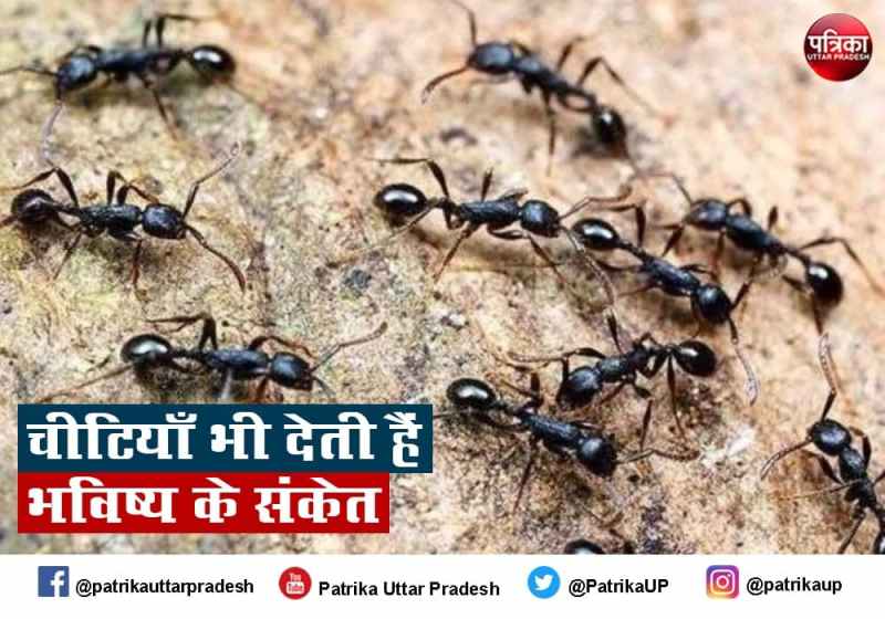 घर में निकलने वाली चींटियाँ भी देंती हैं आने वाले कल की जानकारी