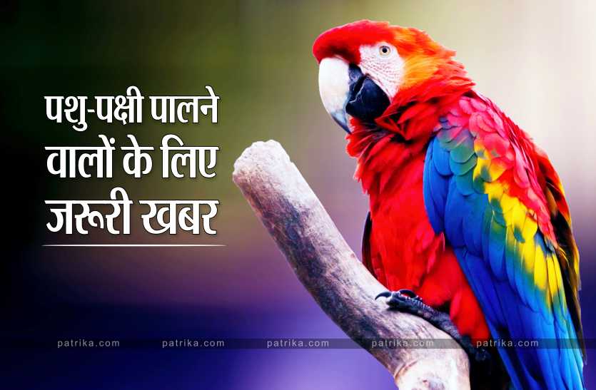 amazon_parrot.png
