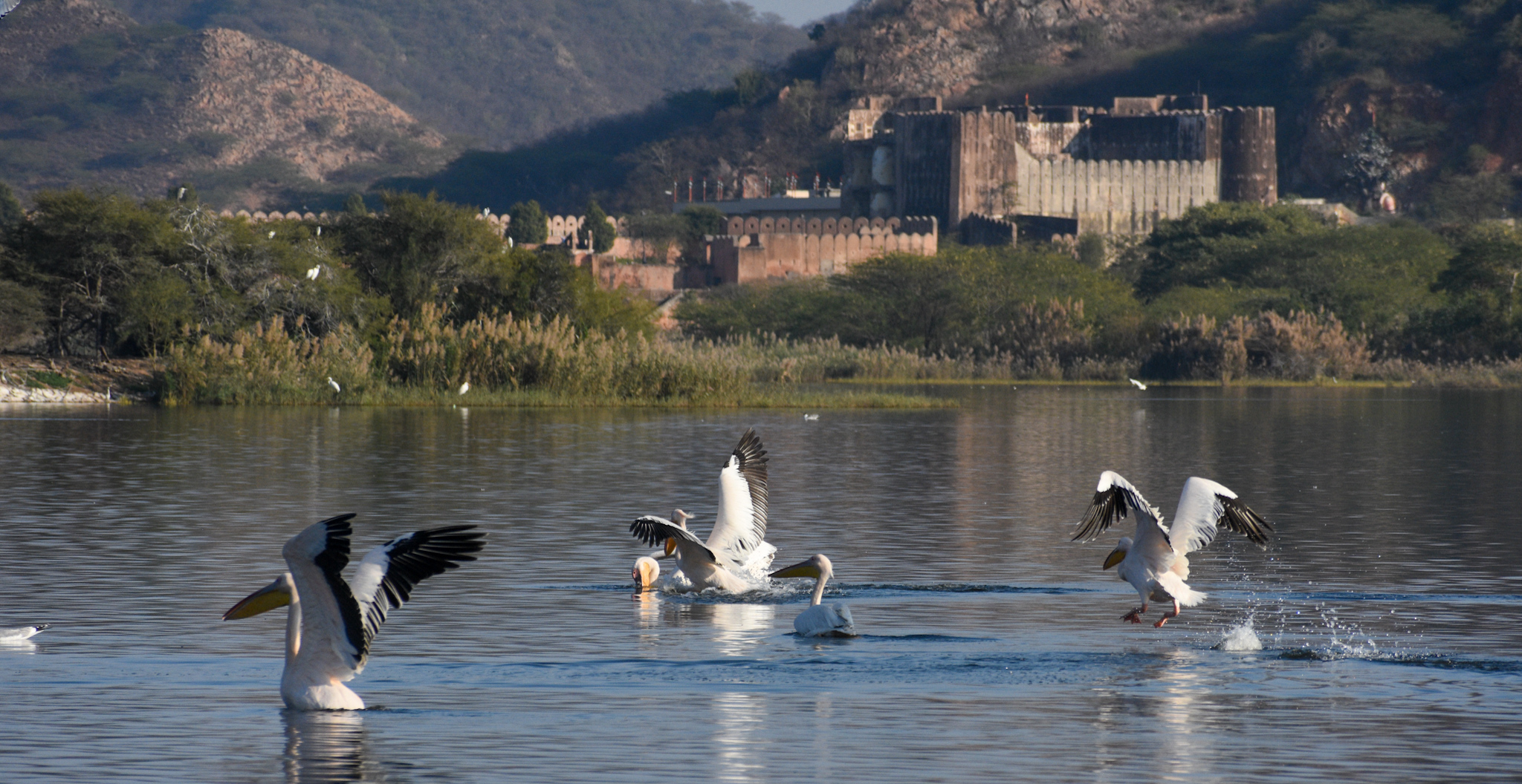 जल महल झील में इन दिनों प्रवासी पक्षियों का लगा हुआ है डेरा कई प्रजाति के पक्षी कर रहे हैं विचरण दिन भर पक्षियों की अठखेलियां और शिकार का आनंद ले रहे हैं पर्यटक