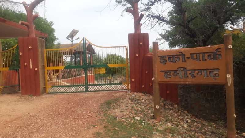 National bird peacock needs its shelter in Bhilwara