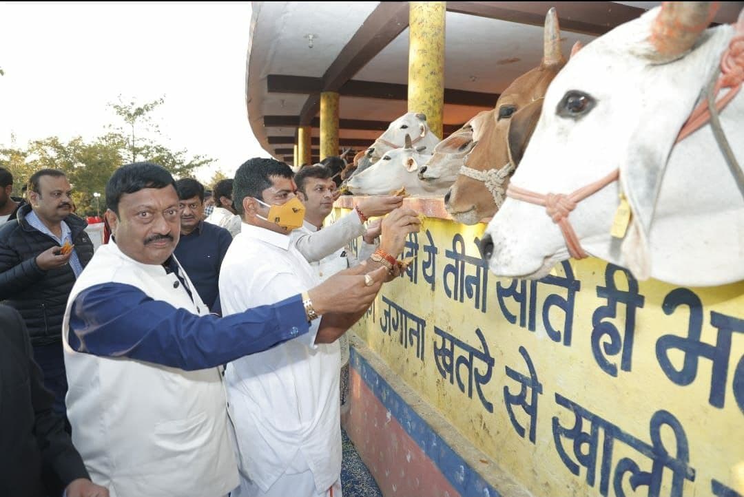 गायों को परोसे बादाम, खारक, काजू एवं ताजे फलों सहित 56 भोग के व्यंजन