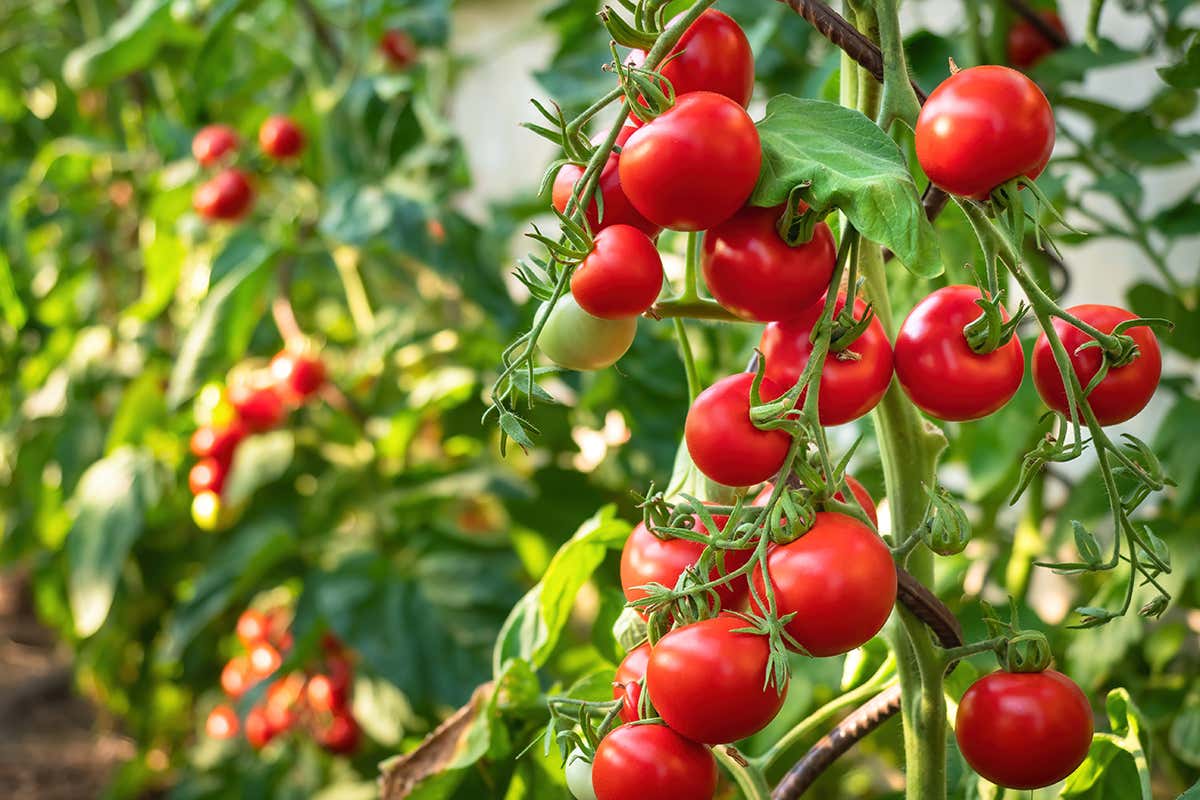 Cherry Tomato Health Benefits In Hindi