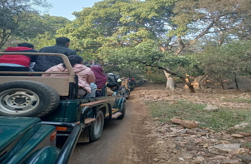 रणथम्भौर में पर्यटकों ने किया बाघों का दीदार