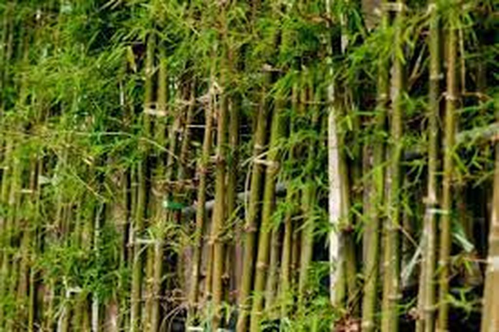 Bamboo plantation तीन वर्ष बाद ग्रामीणों के रोजगार का जरिया बनेंगे बांस