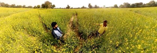 बसंत पंचमी पर खेतों ने ओढ़ी पीली चुनरी...