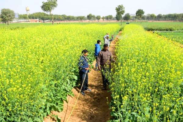 सरसों पर पानी का छिडक़ाव...