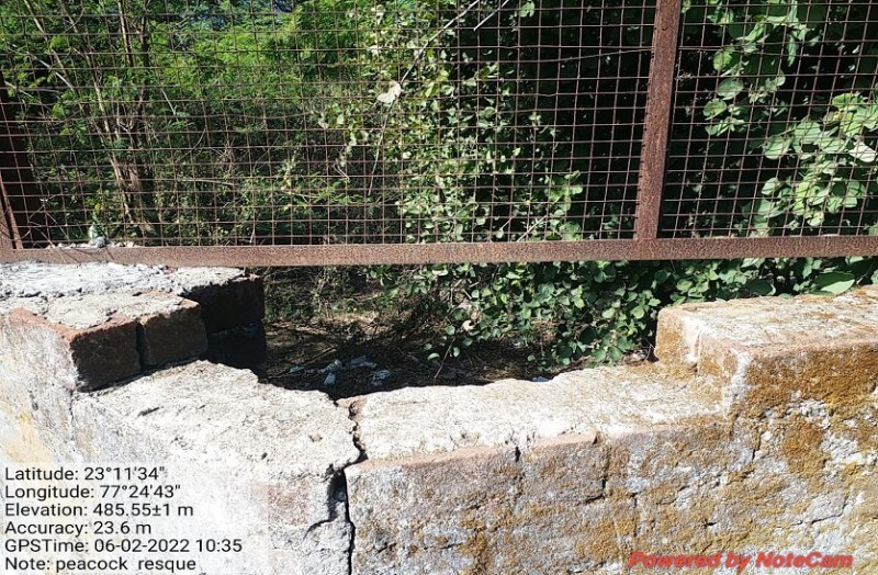 गार्ड ने आवाज लगाते हुए टार्च की रोशनी फेंकी तो झाडि़यों में चमकी आंखें, जोर से गुर्राते हुए झपटा तेंदुआ