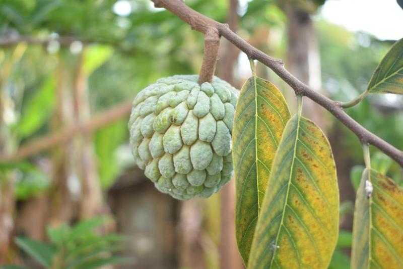 Side effects of Sugar-Apple In Hindi