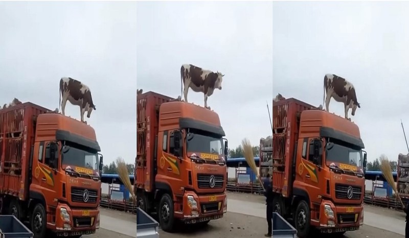 cow_on_truck_1.jpg