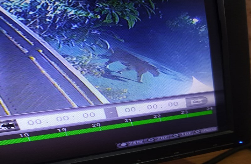 कुलपति निवास में आया था बाघ, बंगले के अलावा कहीं नहीं मिले पगमार्ग