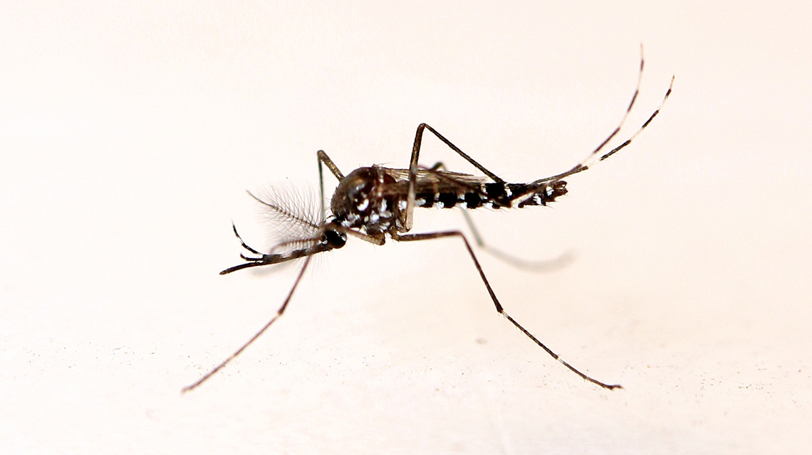 Tips to be safe from mosquito bites- Dengue malaria