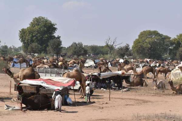 Ramdev cattle fair Nagaur