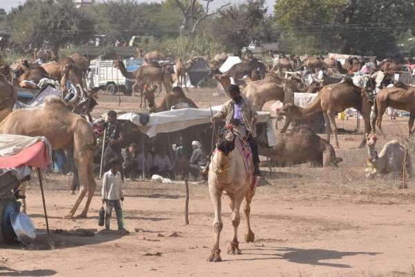 Ramdev cattle fair Nagaur