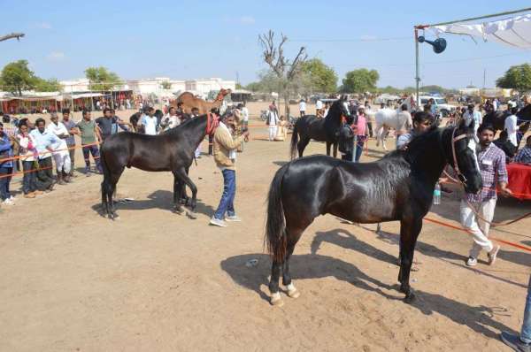 Ramdev cattle fair Nagaur