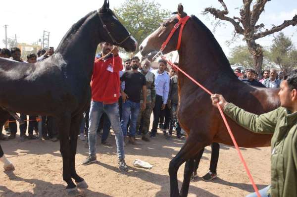 Ramdev cattle fair Nagaur