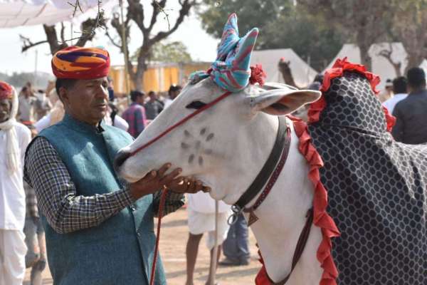 Ramdev cattle fair Nagaur