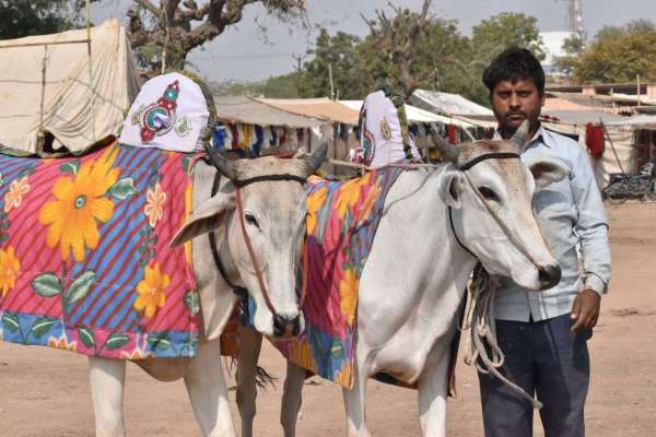 Ramdev cattle fair in Nagaur