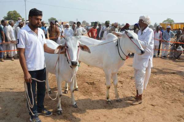 Ramdev cattle fair Nagaur