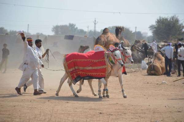 Ramdev cattle fair Nagaur