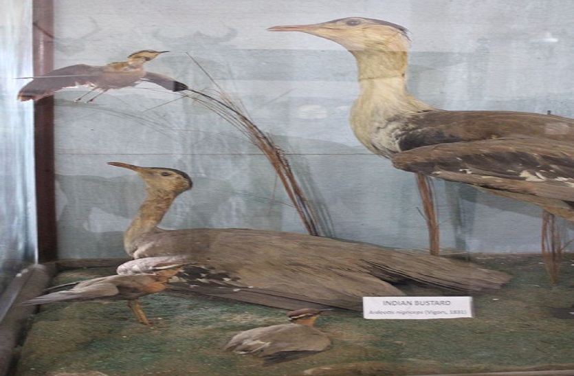 सोनचिरैया अभयारण्य:  मध्यप्रदेश में खो गया यह पक्षी, दुनियाभर में चिंता