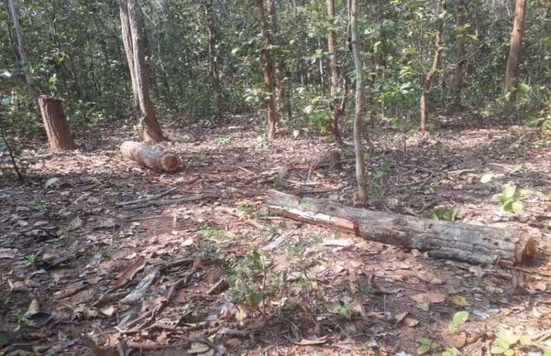 माचकोट के जंगल मे हो रही अवैध कटाई....