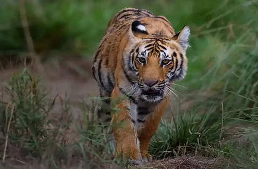 दक्षिण कन्नड़ जिले के आठ क्षेत्रों में बाघों की गणना शुरू.... उच्च तकनीक का होगा इस्तेमाल... चार साल में एक बार होती है गणना