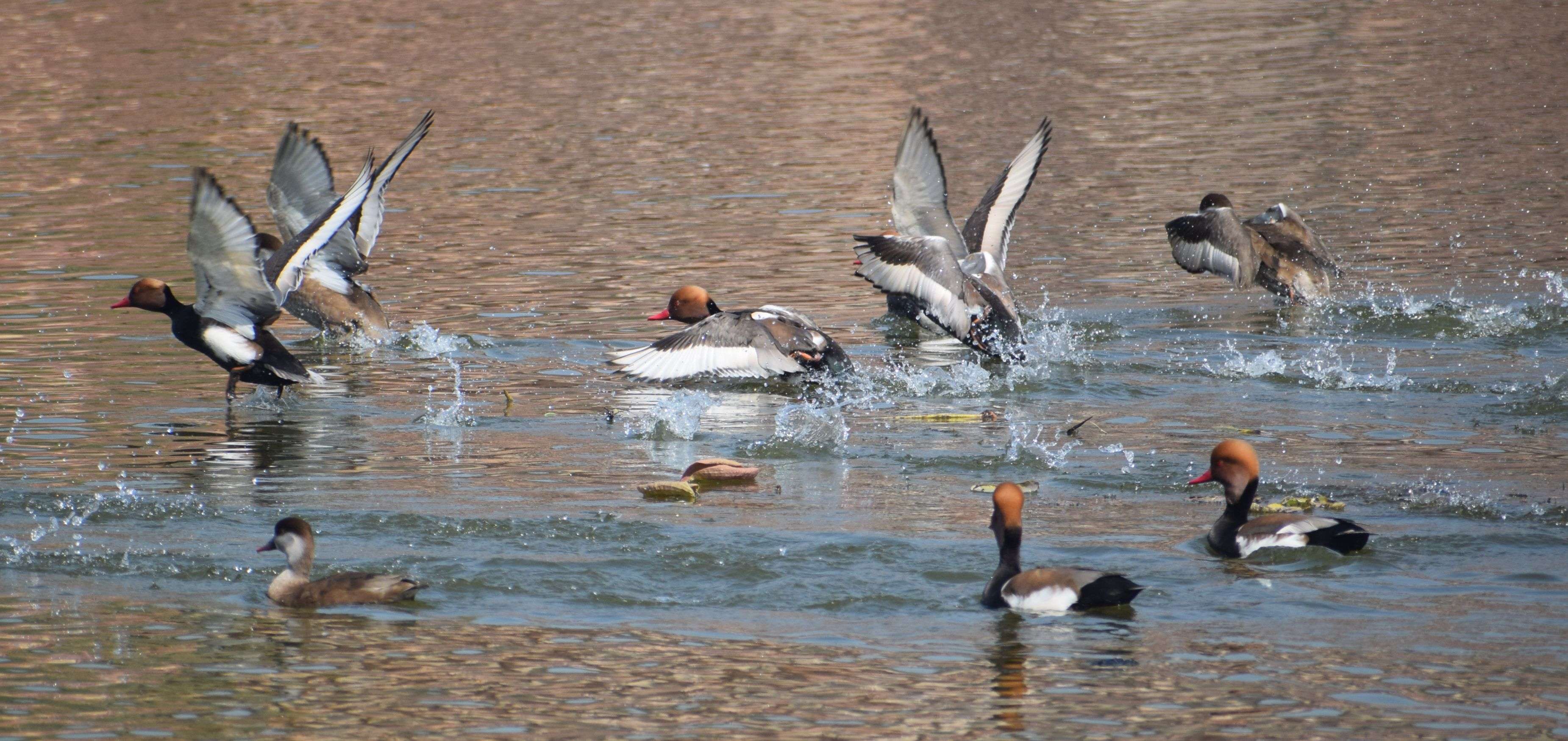फरवरी माह में भी मचकुंड सरोवर में यूरोपियन पक्षी पोचार्ड का डेरा…देखें तस्वीरें