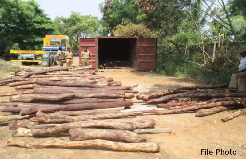 छत्तीसगढ़ के दुर्लभ चंदन की भारी डिमांड, फिल्म पुष्पा के बाद से फिर बढ़ी तस्करी