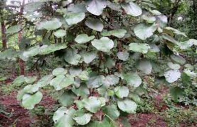 चोट को सुखाने के साथ ही सर्पदंश व नशा को उतारने कामयाब है