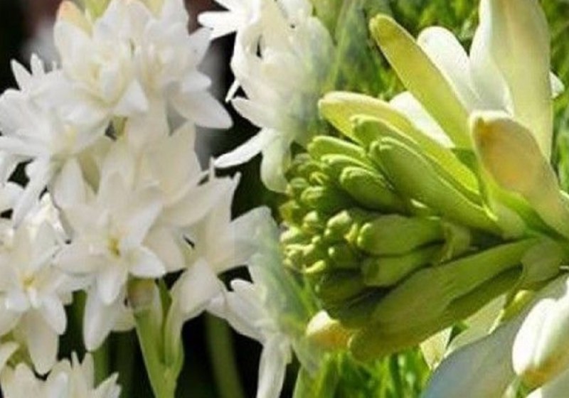 New Business Idea : रजनीगंधा फूल की खेती बनाएगा मालामाल, कम निवेश करें कमाएं लाखों रुपए