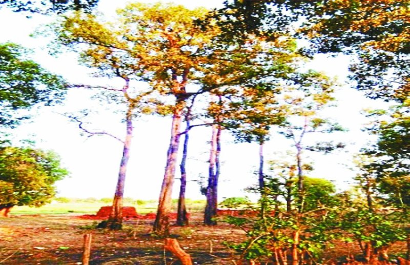 मैनपुर क्षेत्र के जंगलों में तेंदूफल का वजूद खतरे में