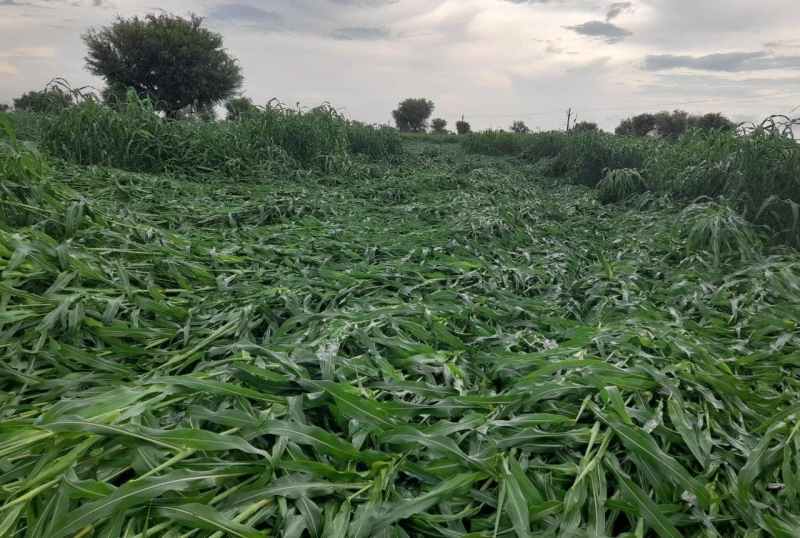 ये तस्वीर बोलती है : नागौर तहसील क्षेत्र में 22 सितम्बर 2021 को हुई अतिवृष्टि व हवा से आडी पड़ी ज्वार। 